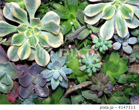 多肉植物(セダム・エケペリア・アガベ) 多肉植物(セダム・エケペリア・アガベ) 4147313