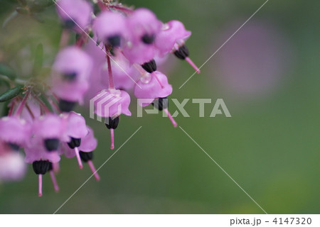 ジャノメエリカ 4147320