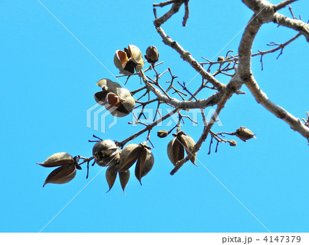 桐の実（実の殻） 4147379