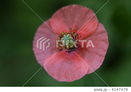 オレンジ色のひなげしの花クローズアップ オレンジ色のひなげしの花クローズアップ 4147479