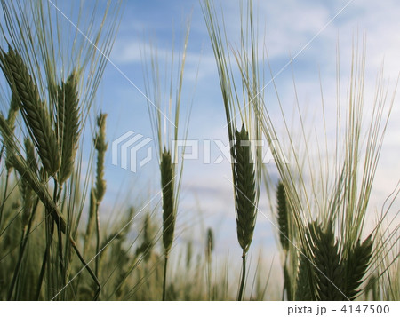 麦畑の四季 4147500