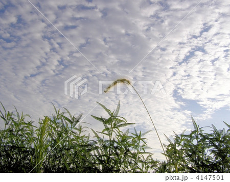 ネコジャラシのある風景 4147501