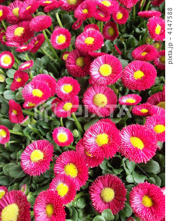 春の花壇を彩るのはヒナギクたち 春の花壇を彩るのはヒナギクたち 4147588