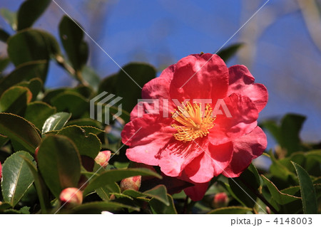 【サザンカ】 4148003