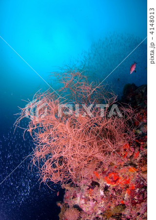 ソフトコーラル ソフトコーラル 4148013