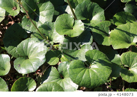 【ツワブキの葉】 4148073
