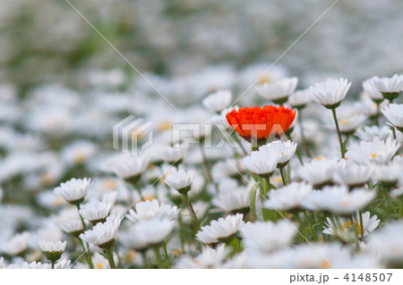 ヒナギク 4148507