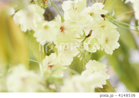 八重桜(ウコン) 八重桜(ウコン) 4148536