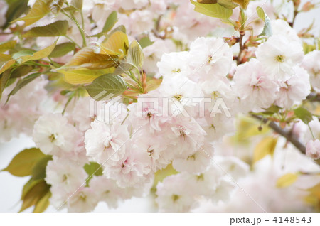 八重桜（フゲンゾウ） 4148543