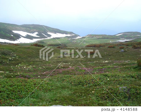 大雪山 高山植物と残雪 大雪山 高山植物と残雪 4148588