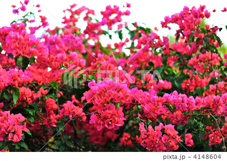 ブーゲンビリア ブーゲンビリア 4148604