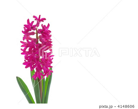 ヒヤシンス 4148606