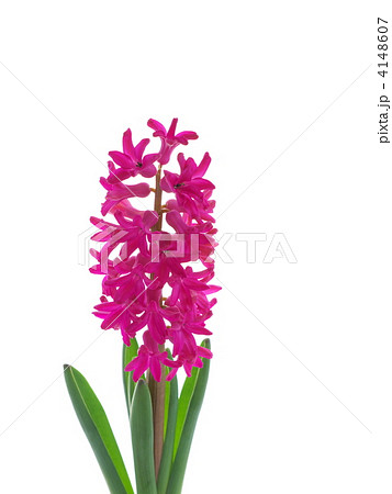 ヒヤシンス ヒヤシンス 4148607