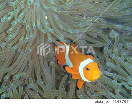 イソギンチャクとカクレクマノミ 4148797