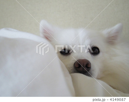 キラキラ瞳。 4149087