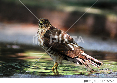 タカ科ハイタカ属 ツミ タカ科ハイタカ属 ツミ 4149257
