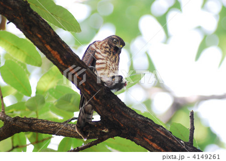 タカ科ハイタカ属　ツミ 4149261