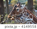 4149558