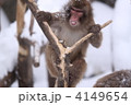 monkey　rider 4149654
