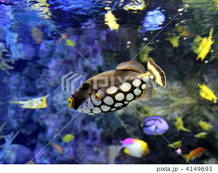 モンガラカワハギ 4149693