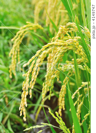 神奈川県推奨米　さとじまん 4149747