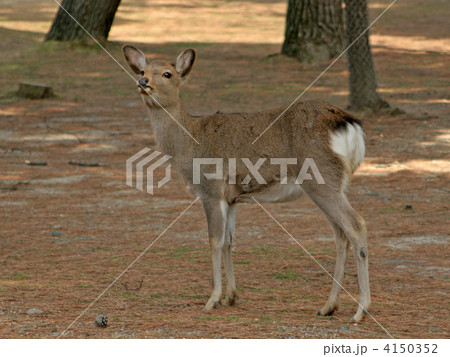 奈良公園の鹿 奈良公園の鹿 4150352