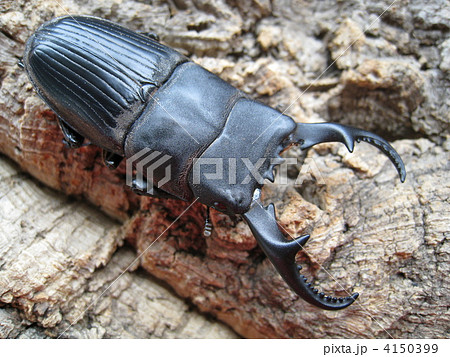 クーランネブトクワガタ クーランネブトクワガタ 4150399