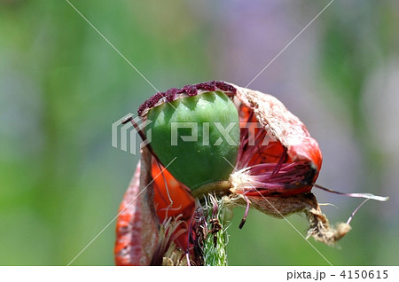 オニゲシの種 オニゲシの種 4150615