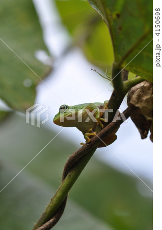 シュレーゲルアオガエル 4150698