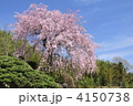 枝垂れ桜 4150738