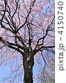 枝垂れ桜 4150740