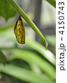 黄金のサナギ 4150743