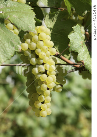 シャルドネ種の葡萄 4151436