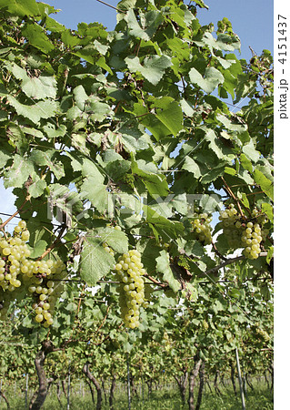 シャルドネ種の葡萄畑 4151437