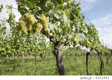 シャルドネ種の葡萄畑 4151441