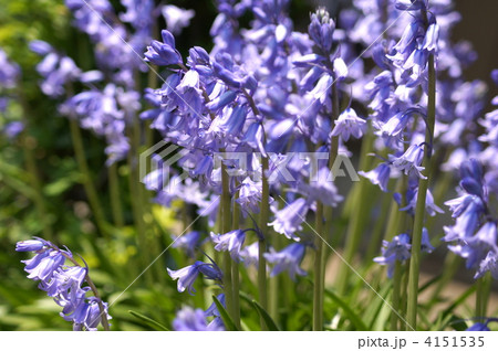 シラーカンパニュラータ(釣鐘水仙) シラーカンパニュラータ(釣鐘水仙) 4151535