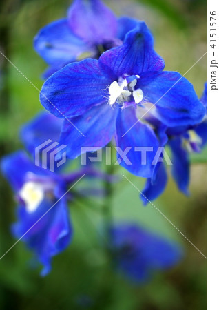 デルフィ二ウム シネンシス マリンブルーの写真素材