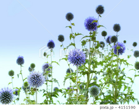 ルリタマアザミ ルリタマアザミ 4151590
