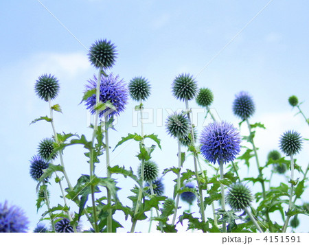 ルリタマアザミ 4151591