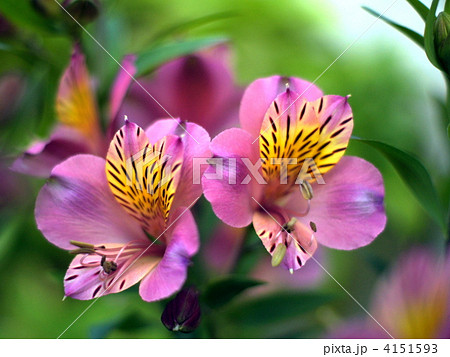 アルストロメリア（ジュリア） 4151593
