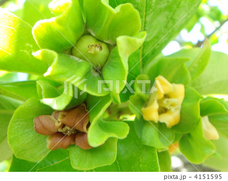 新緑の頃の柿の一枝 カキの花 J受粉直後の花と小さな実 の写真素材