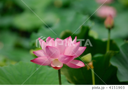 蓮の花 4151903