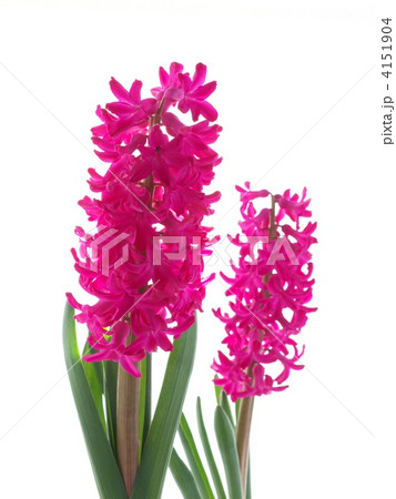 ヒヤシンス ヒヤシンス 4151904