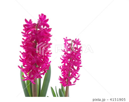 ヒヤシンス 4151905