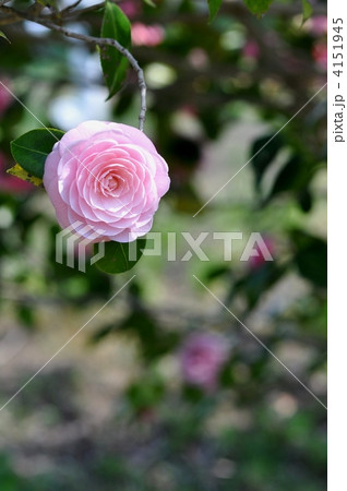 オトメツバキ オトメツバキ 4151945