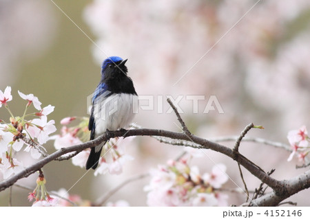 オオルリと桜 オオルリと桜 4152146