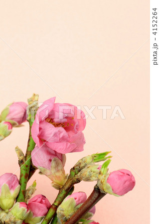 桃の花 4152264
