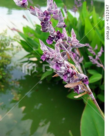 ミズカンナ 4152347