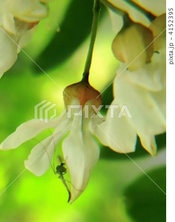 うっとりするような香りのニセアカシアの花 4152395
