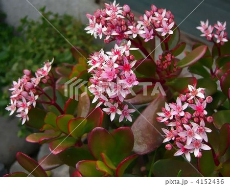 たいへん縁起の良い金の成る木の花 たいへん縁起の良い金の成る木の花 4152436